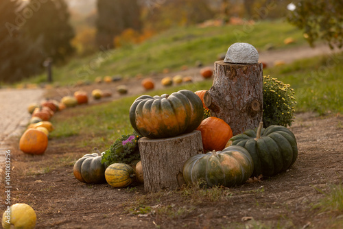 Pumpkin exhibition in garden on sunset in Czech Republic photo