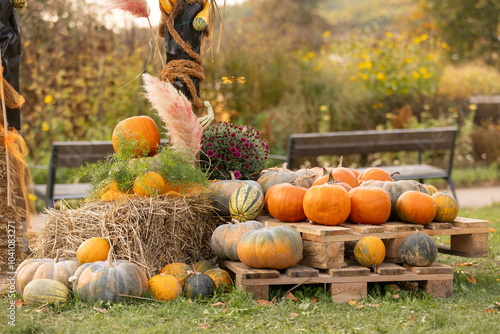 Pumpkin exhibition in garden on sunset in Czech Republic photo