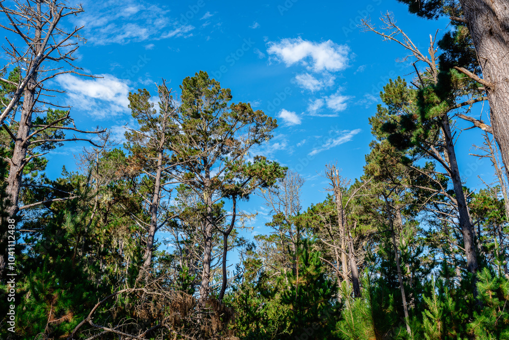 Fototapeta premium forest with blue sky and clouds