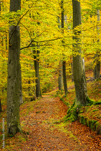 Beautiful postcard view of a hiking trail through Bohemian deciduous forest in stunning fall colors