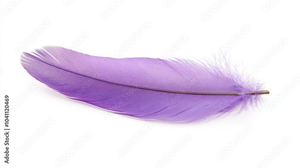 A single purple feather isolated on a white background. A single purple feather isolated on a white background.