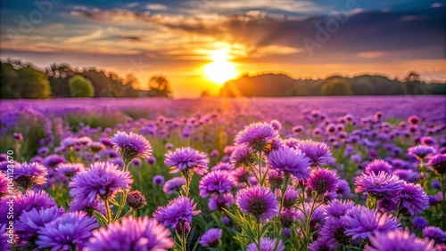 A field of delicate purple flowers blooms under the glow of a vibrant sunset, their soft petals reaching towards the golden rays of the sun, creating a breathtaking scene of natural beauty.