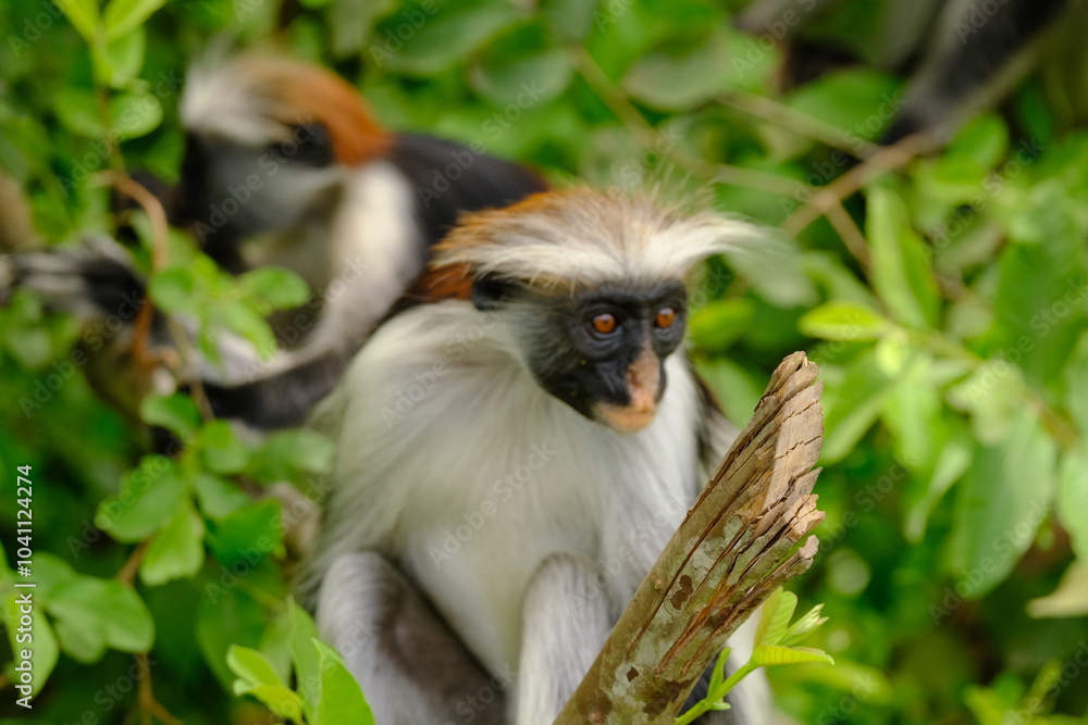 Fototapeta premium Portrait of Endangered Red Colobus in the Wild