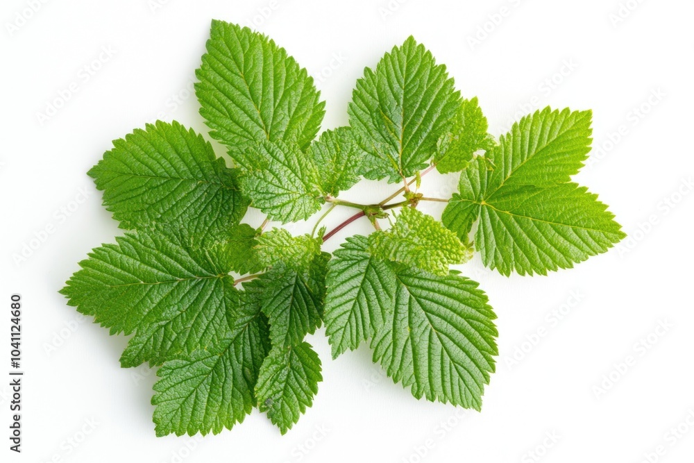 A cluster of green leaves on a clean white surface A cluster of green leaves on a clean white surface