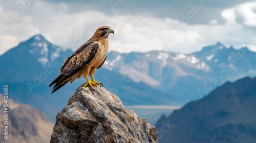 A bird sits comfortably on top of a large rock, enjoying the view