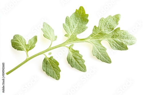 A small green leafed plant sits on a clean white surface, perfect for use in home decor or scientific illustrations photo