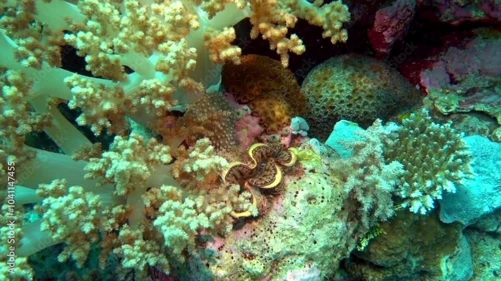 Giant clam and soft corals on a tropical reef. Giant clam and soft corals on a tropical reef.