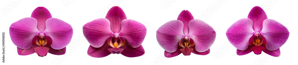 Four vibrant pink orchids with delicate petals on a white isolated background. Four vibrant pink orchids with delicate petals on a white isolated background.