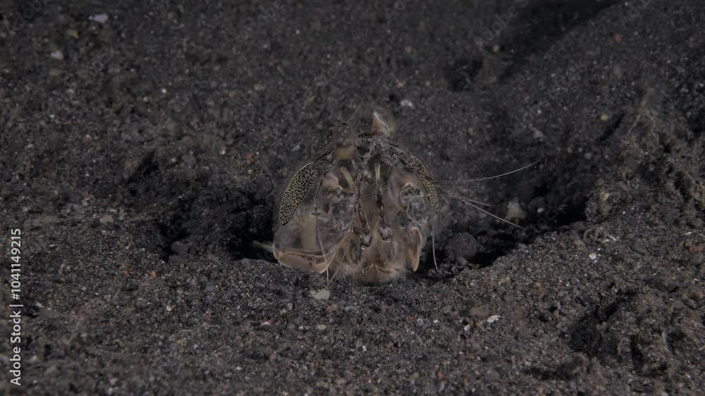 Tiger Mantis Shrimp (Lysiosquilla maculata lat.) is building a house. Night sea life of Tulamben, Bali, Indonesia. 4k video. Tiger Mantis Shrimp (Lysiosquilla maculata lat.) is building a house. Night sea life of Tulamben, Bali, Indonesia. 4k video.
