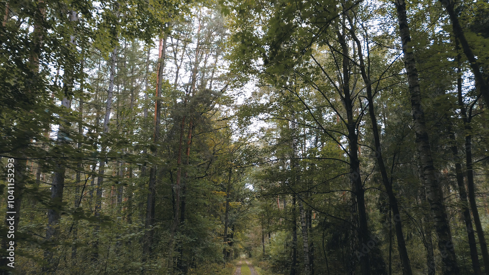 Pathway in forest surrounded by trees Pathway in forest surrounded by trees