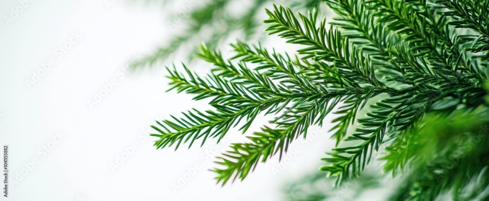The Lush Green Pine Needles The Lush Green Pine Needles