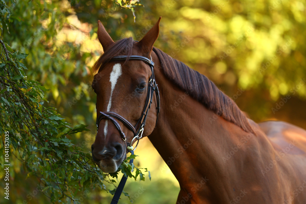 Obraz premium Horse grazing and walking around the ranch.