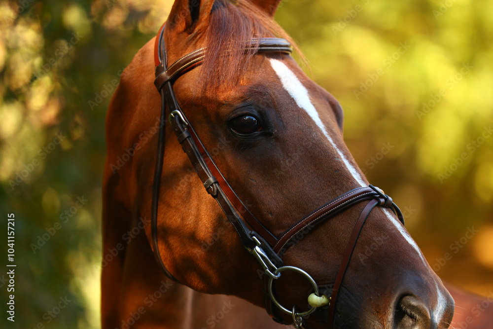 Obraz premium Horse grazing and walking around the ranch.