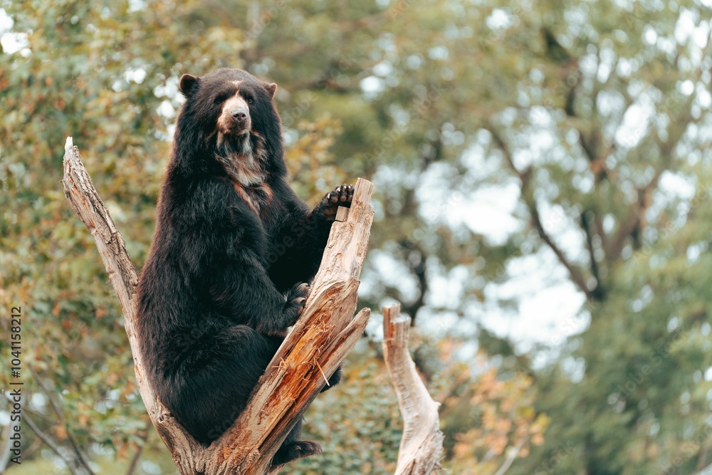 Majestic bear on tree branch in forest.