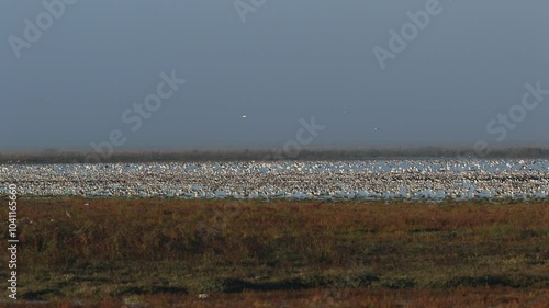 Thousands of wading birds, duck and geese have flown into a costal estuary from their roost at dawn.