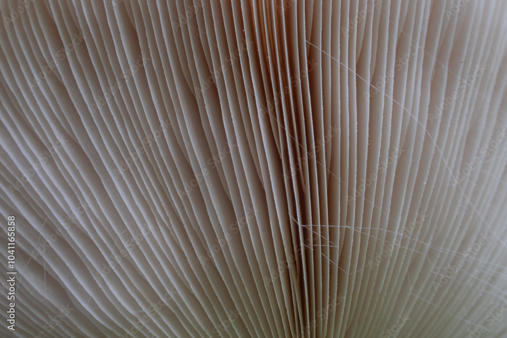 Macrolepiota procera, Shaggy Parasol, Mushroom chapel stem spore detail close up forest undergrowth