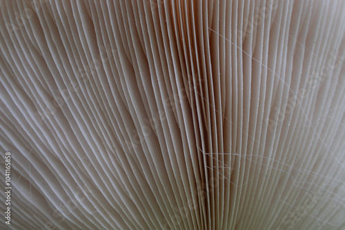 Obraz na płótnie Macrolepiota procera, Shaggy Parasol, Mushroom chapel stem spore detail close up forest undergrowth w salonie