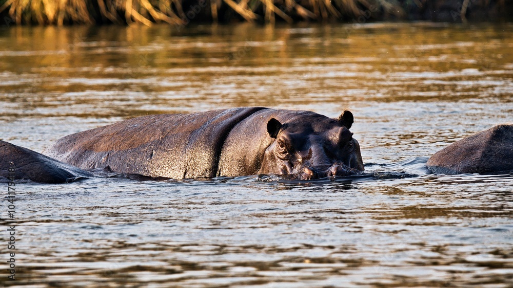 Hippo partially submerged in a sunlit river. Hippo partially submerged in a sunlit river.