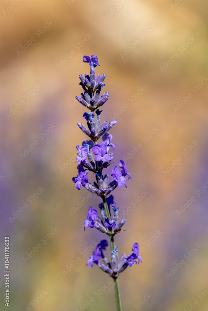 Fototapeta premium Macrophotographie de fleur sauvage - Lavande officinale - Lavandula angustifolia