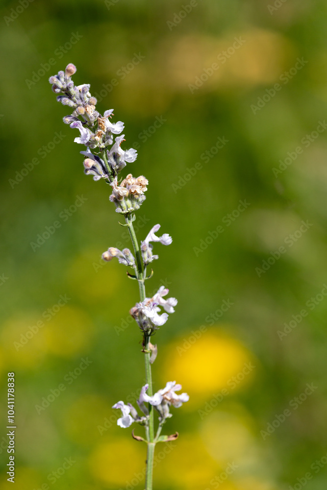 Macrophotographie de fleur sauvage - Népéta à feuilles lancéolées - Nepeta nepetella Macrophotographie de fleur sauvage - Népéta à feuilles lancéolées - Nepeta nepetella