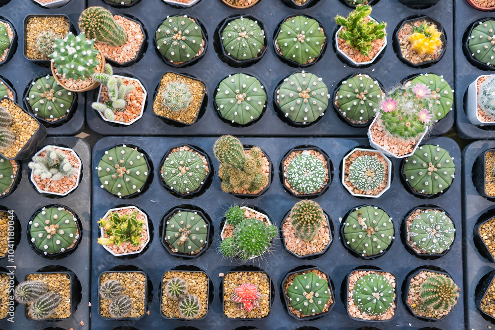 Diverse Cacti Species in Minimalist Pots Diverse Cacti Species in Minimalist Pots