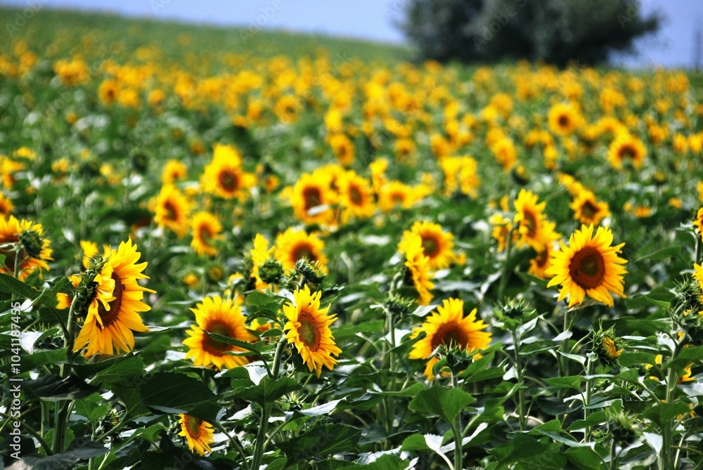 Obraz premium Vibrant field of sunflowers under a clear sky, showcasing the beauty of nature