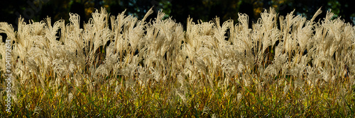  Chinese fan grass photo