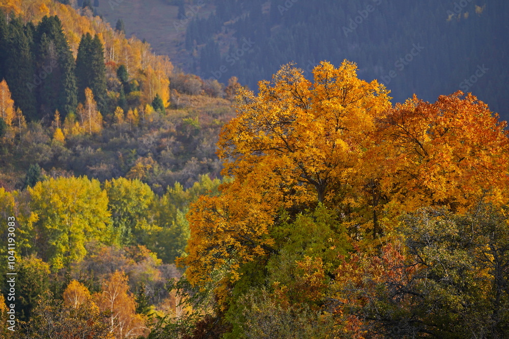A tree with yellow leaves. Mountainous area. Akbulak Gorge. Autumn. A tree with yellow leaves. Mountainous area. Akbulak Gorge. Autumn.