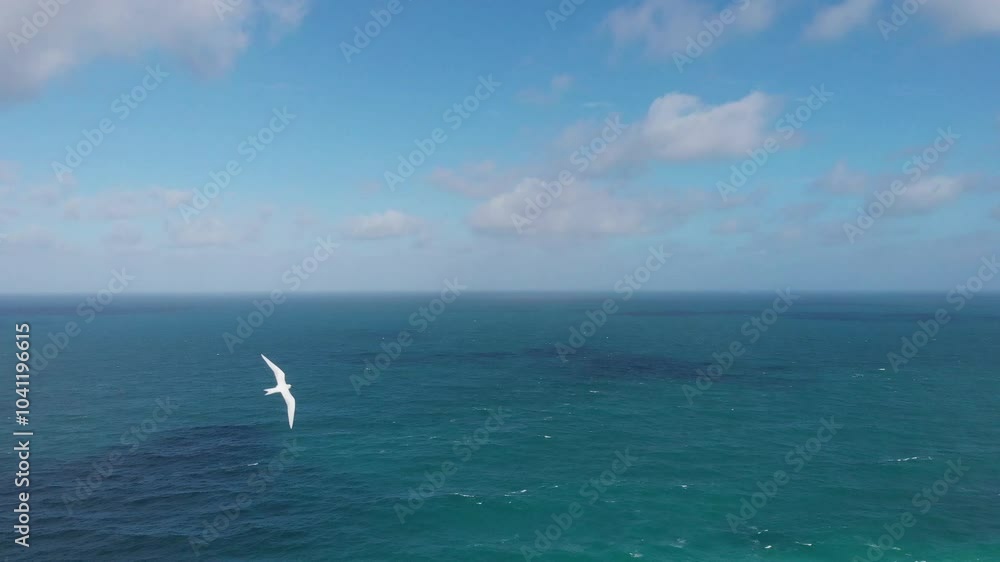 Two birds flying over the sea, Island La Digue, Republic of Seychelles, Africa.
Aerial view of the seascape with two birds in the sky, Island La Digue, Seychelles. Two birds flying over the sea, Island La Digue, Republic of Seychelles, Africa.
Aerial view of the seascape with two birds in the sky, Island La Digue, Seychelles.