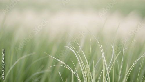 foreground and background comprised of softly focused grass images. photo