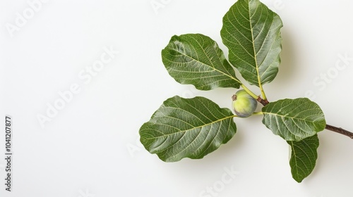 Sweet Fig With Green Leave On White Background