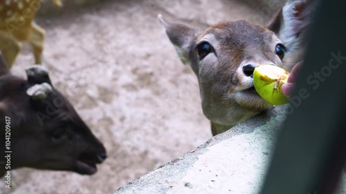 Close-up of a deer eating a green apple from a person’s hand, highlighting interaction between animals and humans