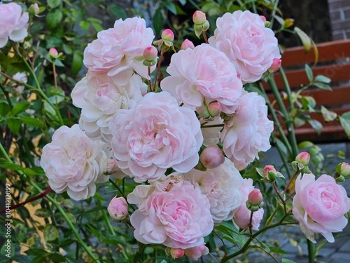 Garden rose Bush with many bright-rose buds. Small bunch of pink roses and buds close up with foliage in the background, beautiful flowers in the garden