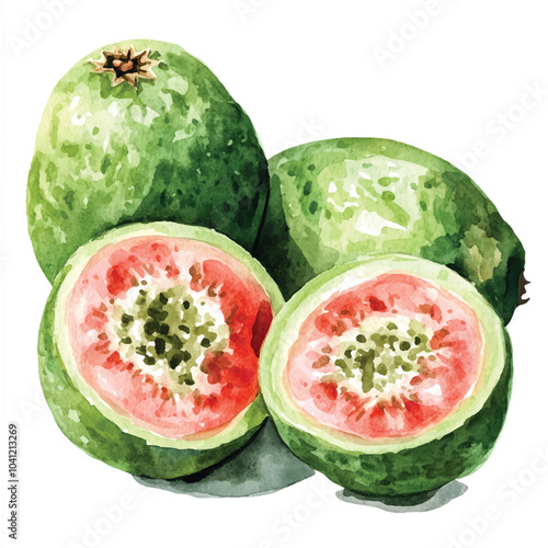 Chilean guava fruit watercolor clipart illustration