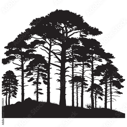 pine tree vector silhouette