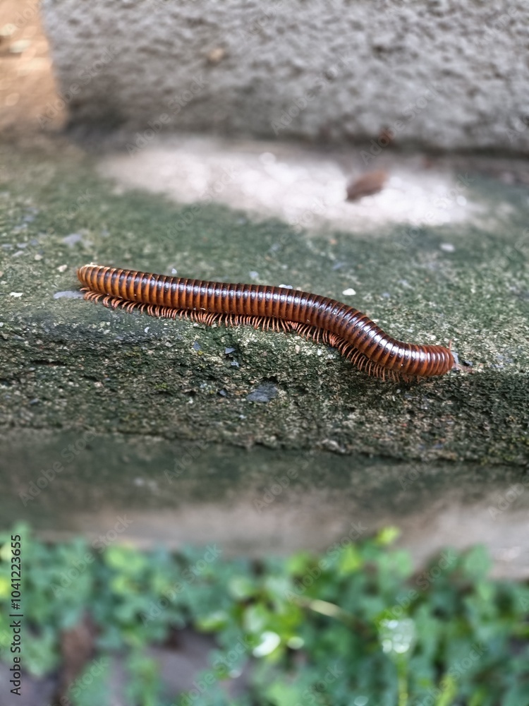 Millipede is walking on the concrete floor near the house. Millipede is walking on the concrete floor near the house.