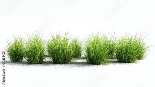 Isolated row of lush grass tufts, with soft shadows and fine details on a white background.