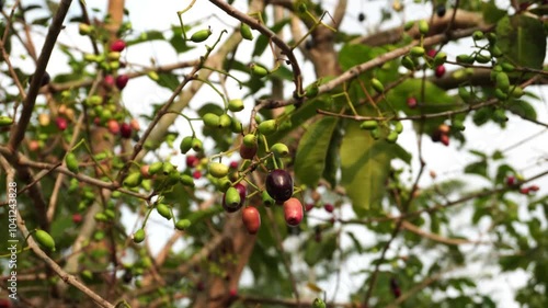 Syzygium cumini fruit in the wind on a tree branch, oval in shape, red to blackish when ripe and green when unripe. This species is also called Black plum, Java plum, Malabar plum, Jamblang and Juwet. photo