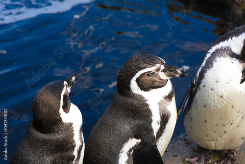 penguins in the oceanarium in the hague netherlands