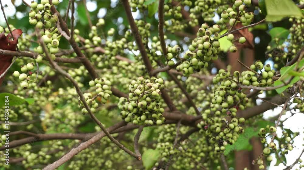 green fruit of Syzygium polyanthum on tree green fruit of Syzygium polyanthum on tree