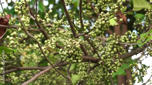 green fruit of Syzygium polyanthum on tree photo