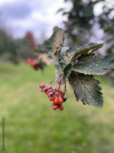 A bush of ashberry. Scandosorbus intermedia. Hedlundia photo