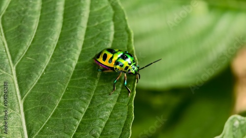 Close-up of a beautiful green beetle resting on a leaf photo