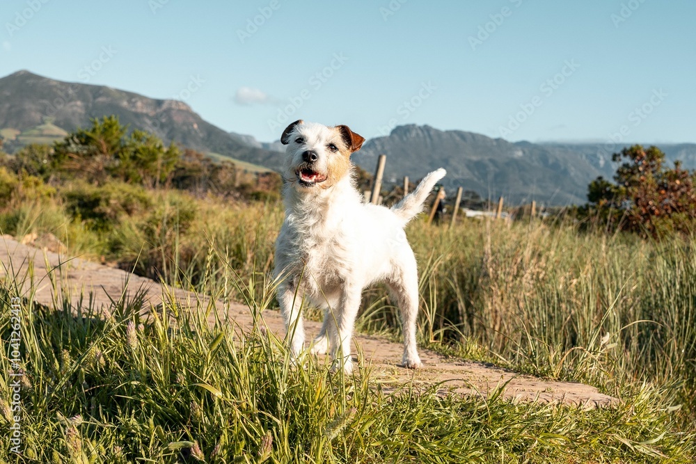 Dog on a grassy path with mountain backdrop. Dog on a grassy path with mountain backdrop.