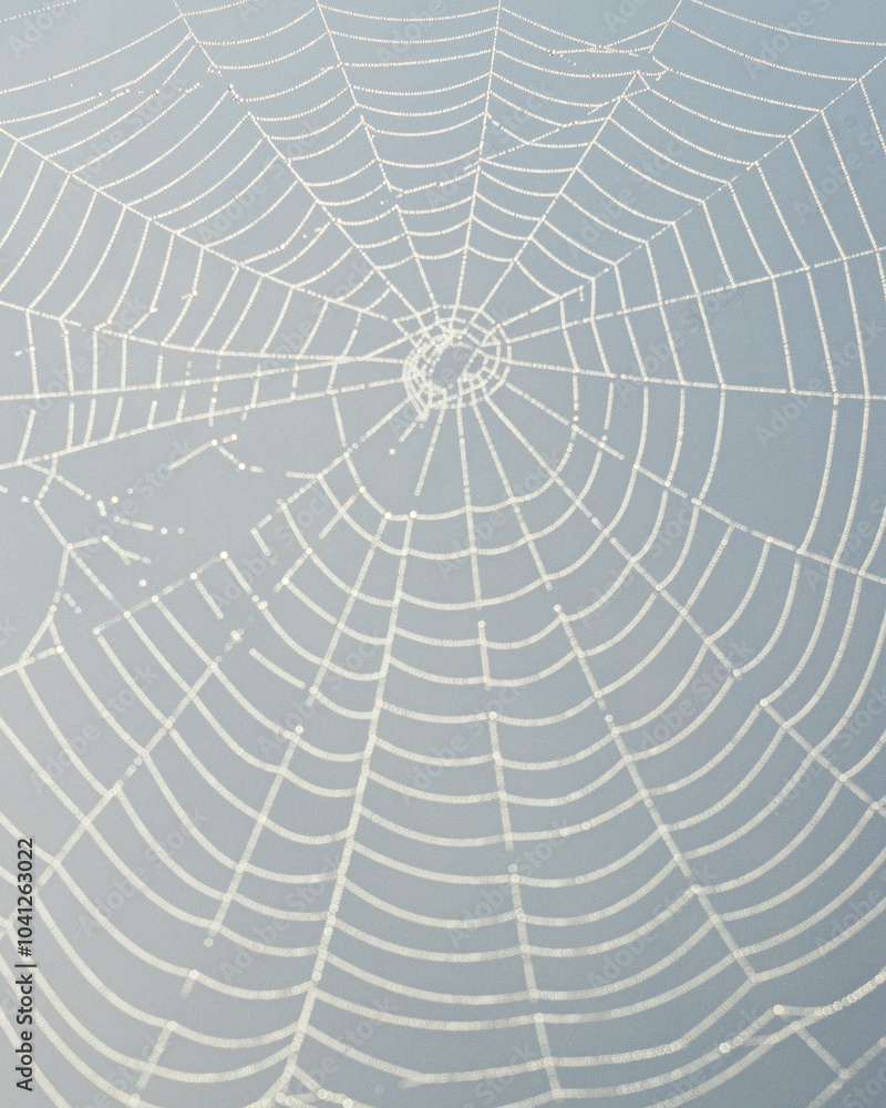 Obraz premium spider web with dew drops