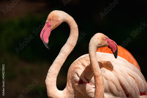 Flamingos in a hot summer day, side portrait