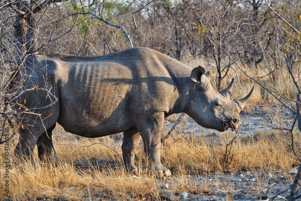 Fototapeta premium Black rhinoceros profile in Namibia