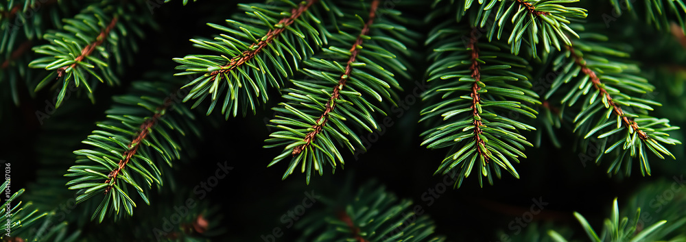 Vibrant Green Fir Tree Needles with a Sharp Focus Vibrant Green Fir Tree Needles with a Sharp Focus
