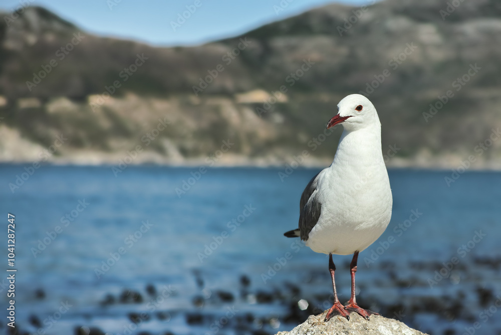 Beach, nature and ocean with seagull outdoor in natural ecosystem or habitat for conservation. Animal, water and rocks with coastal bird at sea in environment for sustainability in summer season Beach, nature and ocean with seagull outdoor in natural ecosystem or habitat for conservation. Animal, water and rocks with coastal bird at sea in environment for sustainability in summer season