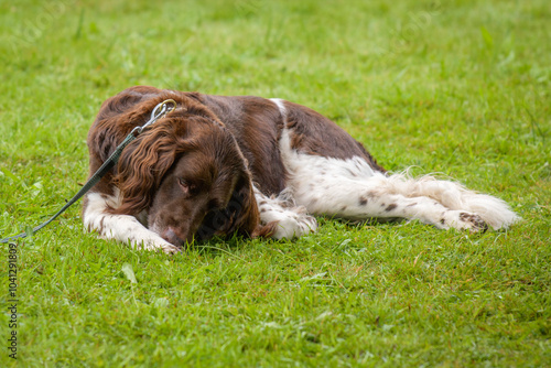 Insects or bugs distracted the dog during a grass walk